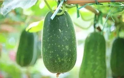 网络上说的吃瓜是什么,吃瓜背后的文化现象与社交心理