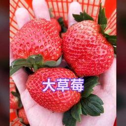 草莓娱乐吃瓜酱,揭秘娱乐圈那些不为人知的幕后故事